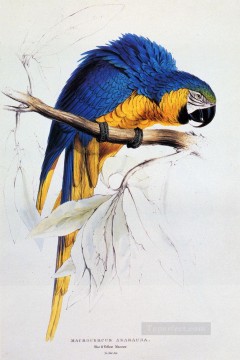  Ward Pintura - Guacamayo Azul Y Amarillo Edward Lear
